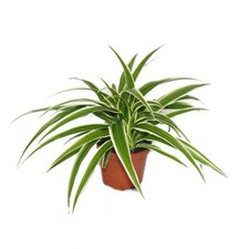 Exotenherz - Chlorophytum -