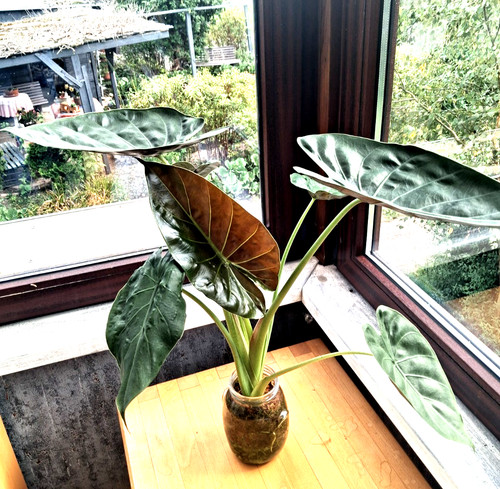 Alocasia wentii 60cm - wentii,