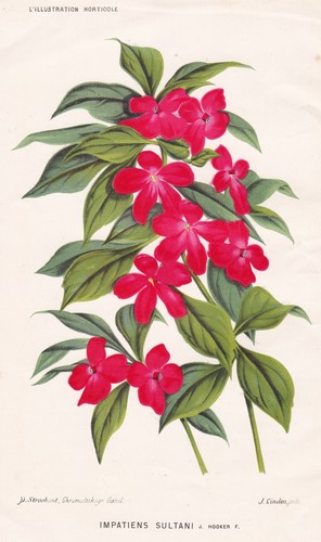Impatiens sultani fleißige - impatiens,