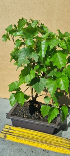 Bonsai birkenbaum - ,