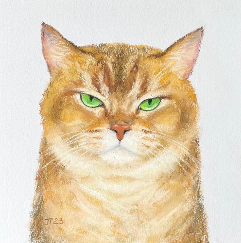 Rote katze britisch - britisch, kurzhaar