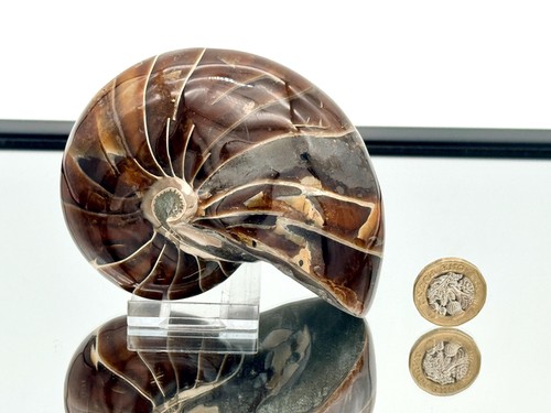 Großes nautilus fossil - großes,