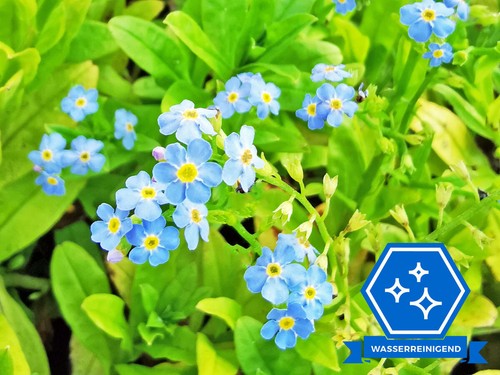 Sumpf vergißmeinnicht - sumpf-vergißmeinnicht,