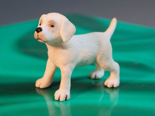 Labradorwelpe lucky von - lucky,