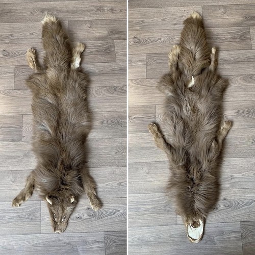 Fuchs taxidermie fell pelz - fuchs,
