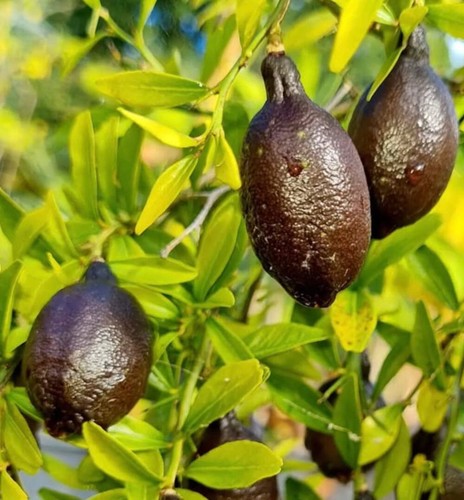Citrus australasica black - citrus,