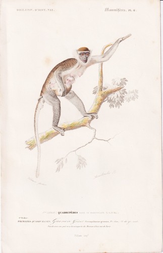 Meerkatze cercopithecus affen - meerkatze,