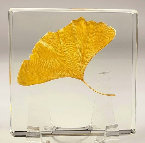 Echt gelb ginkgo biloba - ",