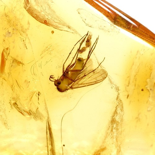 Naturbernstein mit mücke - naturbernstein,