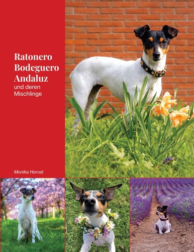 Ratonero bodeguero andaluz - bodeguero,