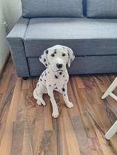 Dekofigur "Dalmatiner" -