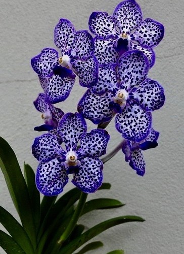 Vanda blue spotter - spotter, new