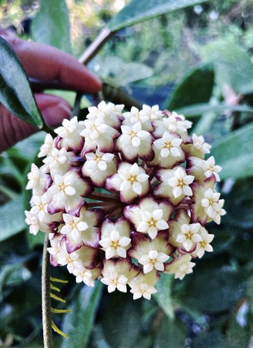 Rare hoya jennifer - hoya, (incrassata