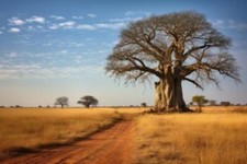 Wandbild: ein einsamer