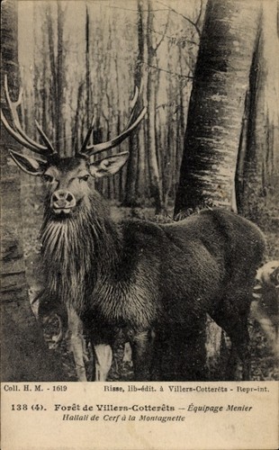 Cpa forêt - cpa, de