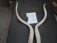 1 Paar Kudu Innen Hörner