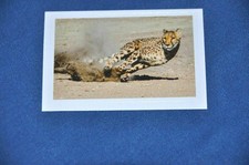 REWE ABENTEUER TIERWELT Nr