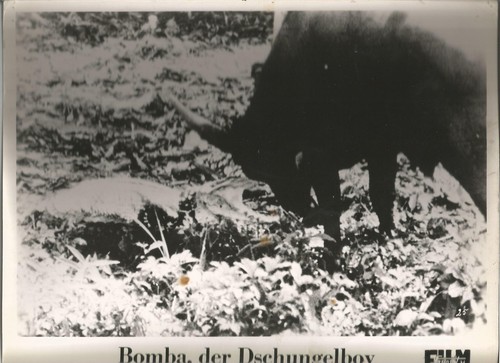 Bomba der dschungelboy - af,