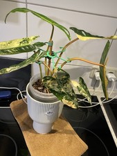 Philodendron Billietiae