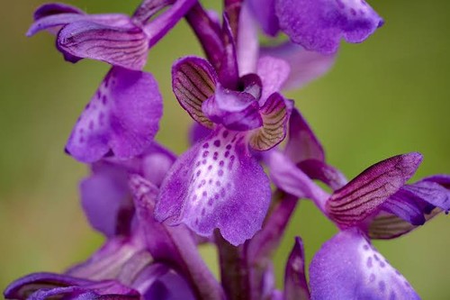 Orchis morio kleines