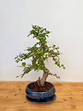 Bonsai chinesische Ulme  / Ulmus parvifolia Nr. 5189  pflegeleicht Anfänger Baum