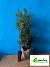 10 Stück Topfpflanzen Raketen Küstentanne  25-35cm