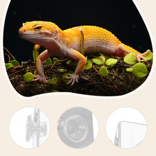 Reptilien-Futternapf, stabile