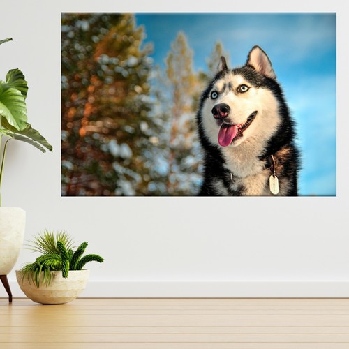 Maulkorb siberian husky hund - maulkorb,