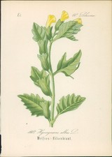 Chromolithographie : Weißes