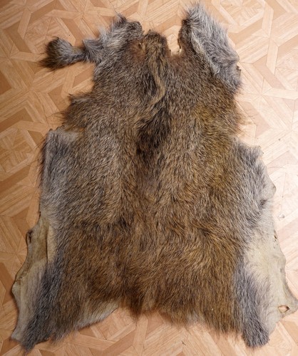 Schönes wildschweinfell wild - wildschweinfell,