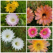 Kaktus Echinopsis Hybrid (Durchmesser 3-4 cm) Echinopsishybride [magic box]