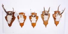 5 schöne Rehgehörne auf