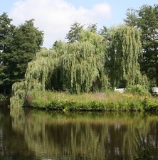 Trauerweide Salix alba 'Tristis Resistenta' Gelbe Trauerweide 150-200 cm im Topf