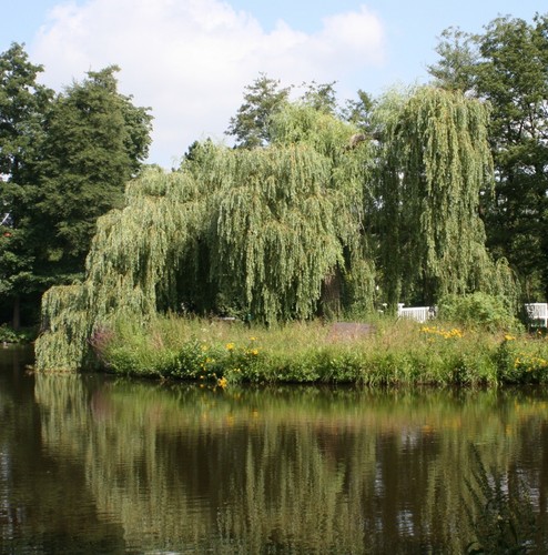 Trauerweide salix alba - trauerweide,
