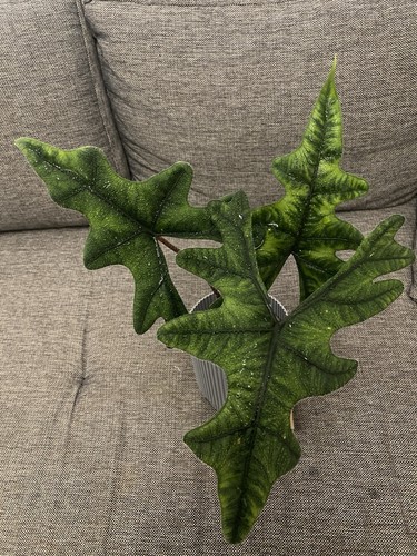 Exotische alocasia jacklyn - exotische,