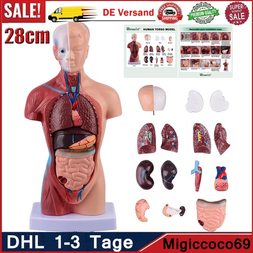 28cm human torso anatomie - 28cm,