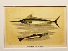 SCHWERTFISCH UND SCHIFFSRUMPF