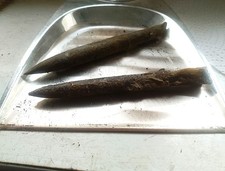 Belemniten groß 11 cm