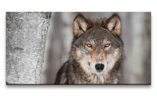 120x60cm leinwandbild grauer - leinwandbild,