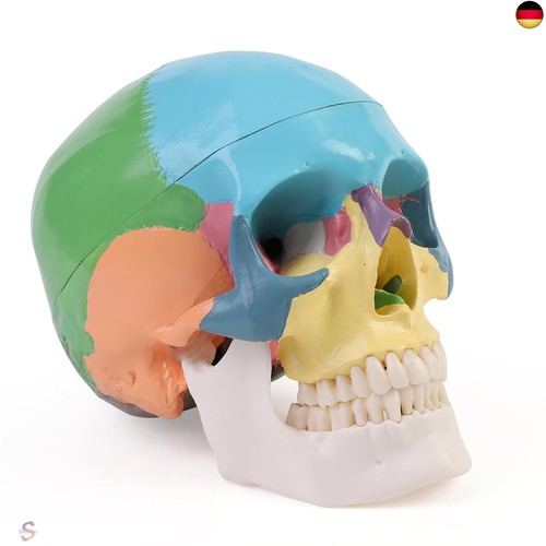 Anatomischer didaktik schädel - anatomischer,