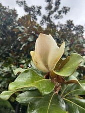 20 Immergrüne Magnolie Samen