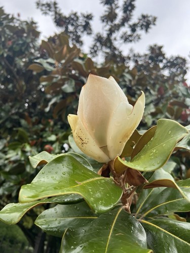 Immergrüne magnolie samen - immergrüne,