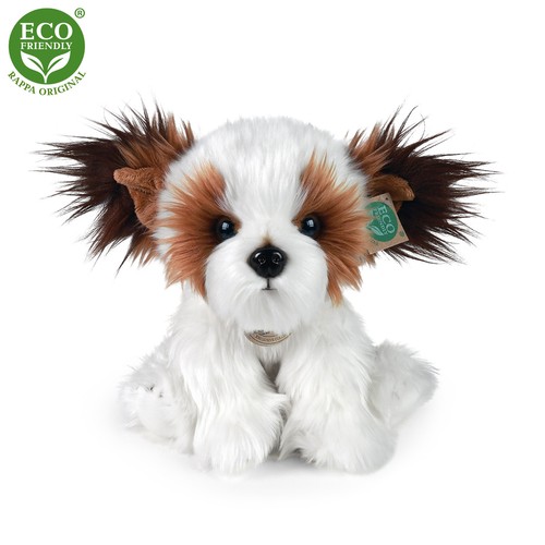 Shih tzu cm hund - shih-tzu, h=
