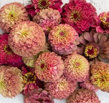 Zinnie 'QUEEN RED LIME' 20