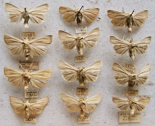 Smoky wainscot impura - m.,