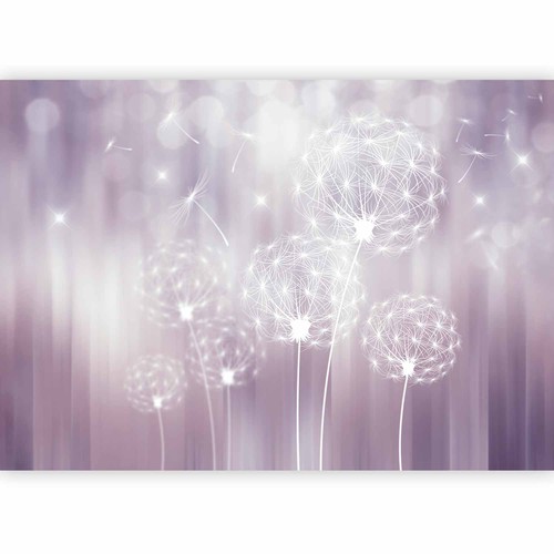 Pusteblume bokeh natur - bokeh,