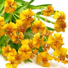 Tagetes Aztekische