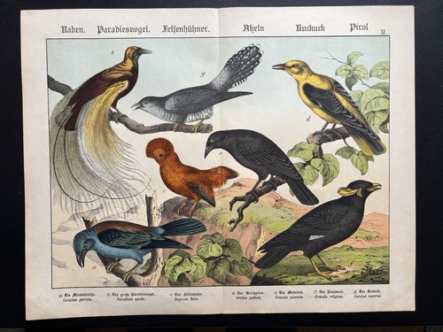 Antike grafik fauna vögel - antike,