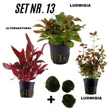 Sahawa Aquarienpflanzen  3 Topfpflanzen Set Nr. 13  rote Wasserpflanzen +3 MK