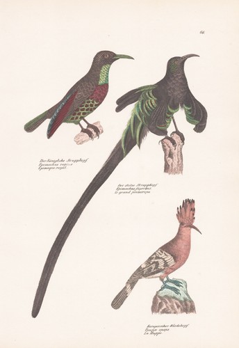 Wiedehopf epimachus struppkopf - epimachus,